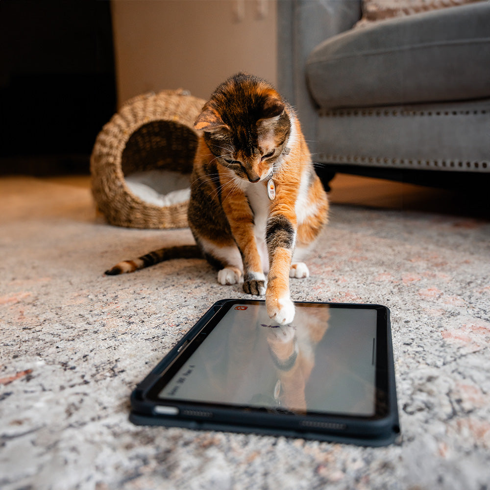 GlassGuard para iPad